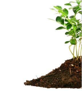 mantenimiento y jardinería